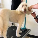 dog getting groomed